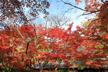 紅葉　
autumn leaves