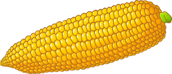 Corn on the Cob Colored Detailed Illustration