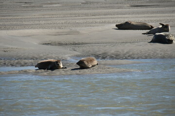 Fototapeta premium phoques à berck