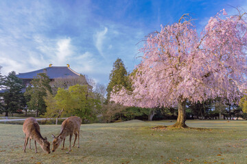 奈良公園　大仏殿　おかっぱ桜と鹿　１