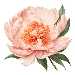 Watercolor blooming single Peachy peony flower illustration