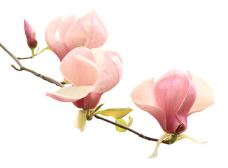 Fototapeta premium Magnolia flower isolated from background. Light pink magnolia flower