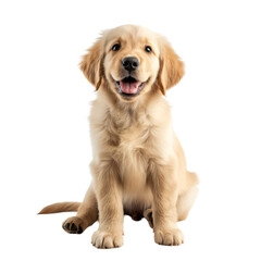Golden Retriever puppy on white background