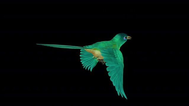 Colorful Asian Bird - Sumatran Ground Cuckoo - Flying Loop Closeup - Back Angle View - Alpha Channel - Naturalistic realistic 3D animation isolated on transparent background 