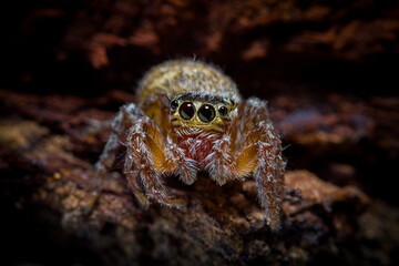 close up of a spider