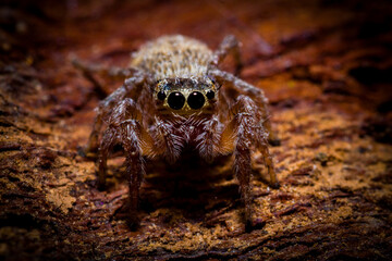 close up of a spider