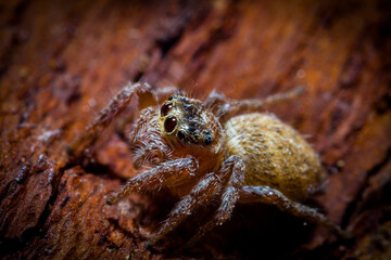 close up of a spider