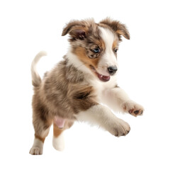 Cute playful puppy jumping isolated on white background.