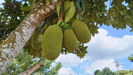 Jackfruit that is still green