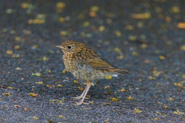 A small bird is standing on a pavement