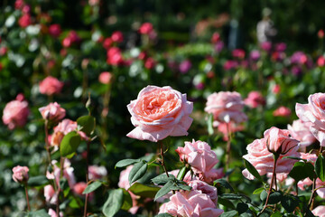 バラ「ミニヨン」