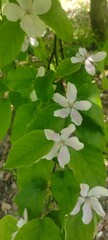 Quince flowers on the tree. White spring blossom in the garden 