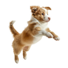 Cute playful puppy jumping isolated on white background.
