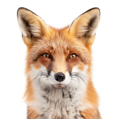 fox isolated on white background