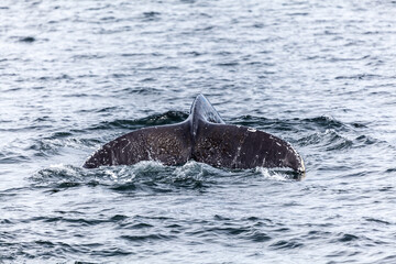 Fototapeta premium Unspoilt, wild nature in Patagonia in the Beagle Channel.