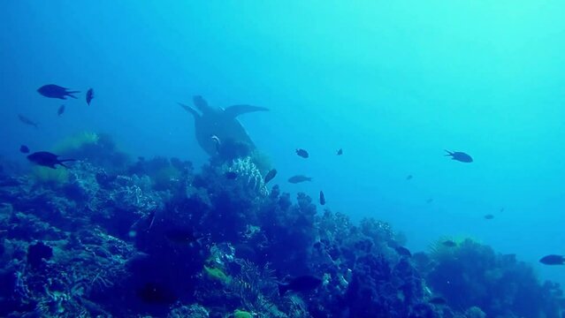 Green turtle swimming above coral reef in Siquijor