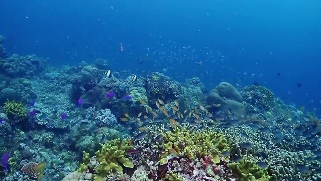 coral reef with fish in Siquijor