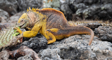 Large yellow iguana feeding on the leaf of a cactus