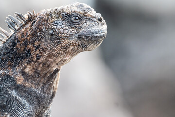 close up portrait of iguana with head held high