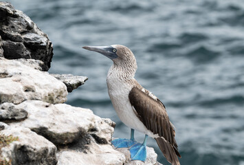 Blue feet, of a booby, stand out against the white boulders on a sharply inclined coastal rock face.