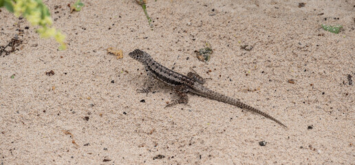 A small brown lizard, with dark markings, crosses a  sandy beach
