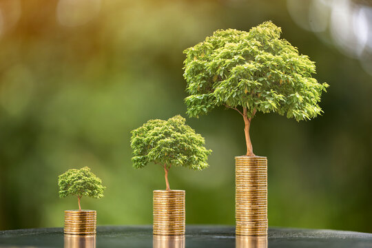 Stacking gold coins and tree with growing put on the wood on the morning sunlight in public park, Saving money and loan for business investment concept.