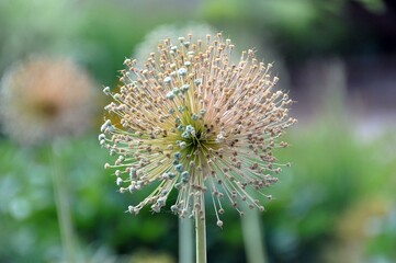 Allium- Pink Planet