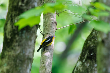 新緑の林で美しくさえずる可愛いキビタキ（ヒタキ科）。
日本国東京都八王子市、八王子城跡にて。
2024年5月撮影。
A lovely Narcissus Flycatcher, (Ficedula narcissina, family Cyanopterygidae) singing beautifully in in the fresh greenery woods.
