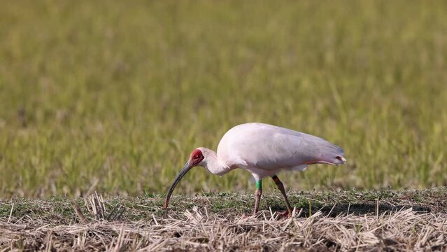 Japanese crested ibis (Nipponia nippon) at Sado island, Japan