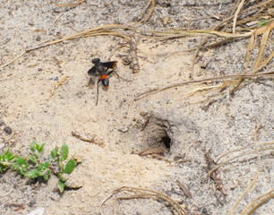 Palmodes dimidiatus – the Florida Hunting thread waisted wasp loosely called digger wasps,  excavating a hole in the ground to use to bury a spider or katydid.