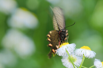 明るい春の草地、ホバリングしながらハルジオンから吸蜜する美しい雌ジャコウアゲハ蝶（自然光＋望遠マクロ