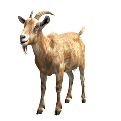 Brown goat Isolated on transparent background