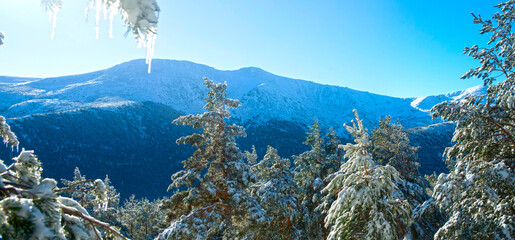 panoramic view of trees covered in snow and frozen in the wind