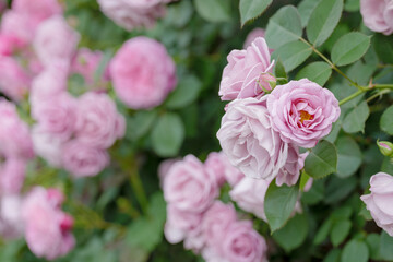 新緑と色鮮やかな薔薇の花