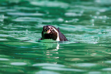A Humboldt penguin, Spheniscus humboldti, swimming on calm waters. A vulnerable species that...