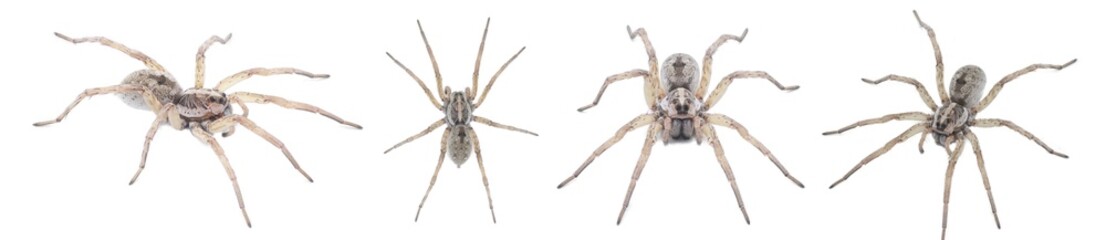 Large female wolf spider - Hogna lenta - facing camera,  extreme detail throughout, view of pattern, hairs eyes, abdomen. isolated cutout on white background, four views