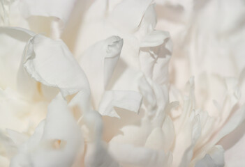 八重咲きバラの複雑なフリル模様が美しい純白のテクスチャー
