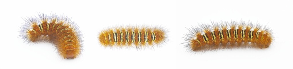 Spiny orange with yellow stripe Echo Moth Caterpillar - seirarctia echo - found in North America, in Georgia, Florida, Alabama and Mississippi isolated on white background three views