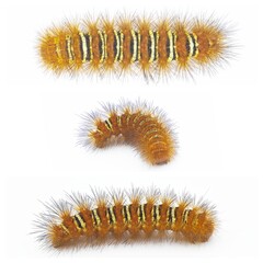 Spiny orange with yellow stripe Echo Moth Caterpillar - seirarctia echo - found in North America, in Georgia, Florida, Alabama and Mississippi isolated on white background three views
