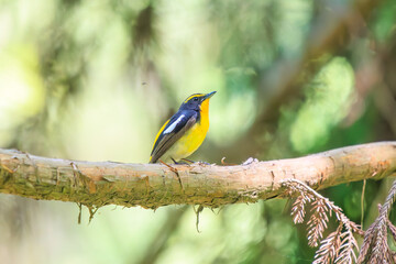 新緑の林で美しくさえずる可愛いキビタキ（ヒタキ科）。
日本国東京都八王子市、八王子城跡にて。
2024年5月撮影。
A lovely Narcissus Flycatcher, (Ficedula narcissina, family Cyanopterygidae) singing beautifully in in the fresh greenery woods.
