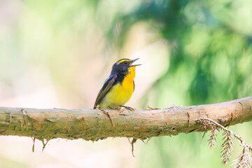 新緑の林で美しくさえずる可愛いキビタキ（ヒタキ科）。
日本国東京都八王子市、八王子城跡にて。
2024年5月撮影。
A lovely Narcissus Flycatcher, (Ficedula narcissina, family Cyanopterygidae) singing beautifully in in the fresh greenery woods.
