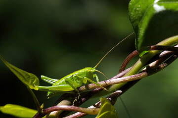 クズの蔦を登る緑色のクズキリの幼虫（自然光＋マクロ接写写真）