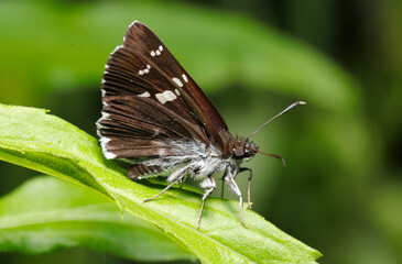 木洩れ日を受ける凜々しいダイミョウセセリ蝶（自然光＋ストロボ、マクロ接写撮影）
