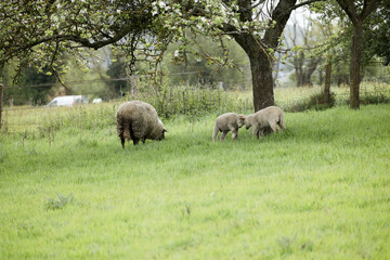 moutonne et ses petits