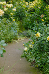 新緑と色鮮やかな薔薇の花
