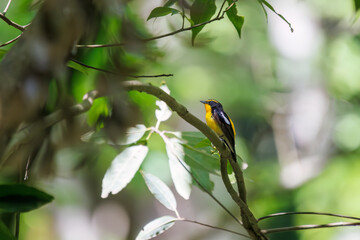 新緑の林で美しくさえずる可愛いキビタキ（ヒタキ科）。
日本国東京都八王子市、八王子城跡にて。
2024年5月撮影。
A lovely Narcissus Flycatcher, (Ficedula narcissina, family Cyanopterygidae) singing beautifully in in the fresh greenery woods.
