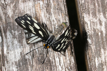 羽化失敗または奇形による後翅が折れて
飛翔できないゴマダラチョウの生態画像（自然光＋マクロ接写写真）