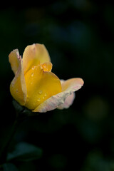 木陰の黄色いバラ