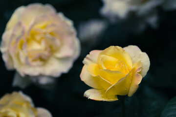 木陰の黄色いバラ
