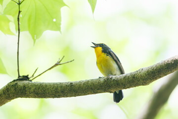 Fototapeta premium 新緑の林で美しくさえずる可愛いキビタキ（ヒタキ科）。 日本国東京都八王子市、八王子城跡にて。 2024年5月撮影。 A lovely Narcissus Flycatcher, (Ficedula narcissina, family Cyanopterygidae) singing beautifully in in the fresh greenery woods. 